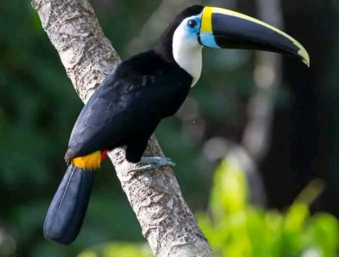 Observación de aves