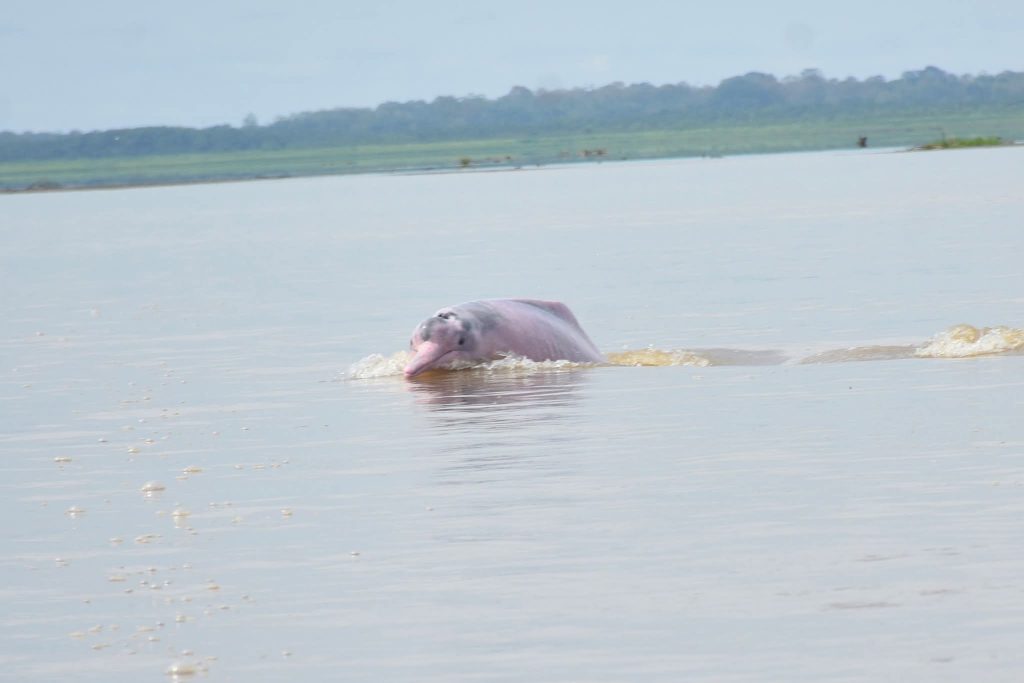 Delfín rosado